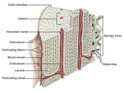 Cells - The Musculoskeletal System